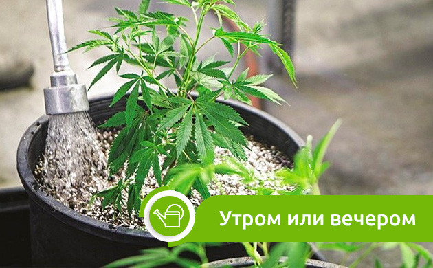 Время полива каннабиса Полив конопли утром или вечером
