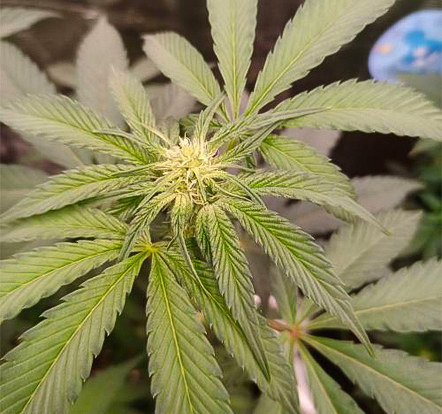 High Society: стабильные условия в палатке