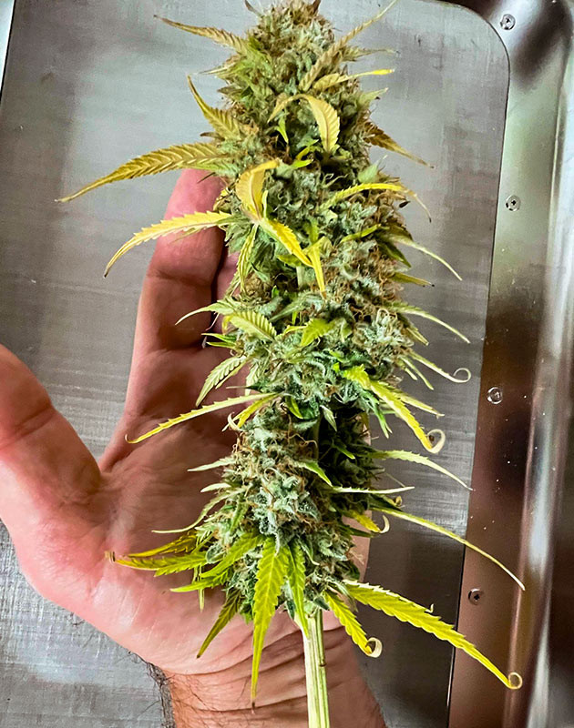 Созревшая шишка марихуаны