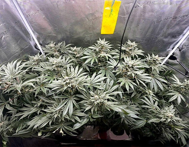 Кусты RS11 x Banana OG на 14 неделе развития