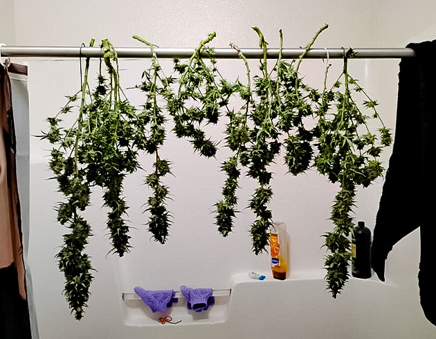 19 неделя роста марихуаны Конопля сорта Godfather OG Auto на сушке