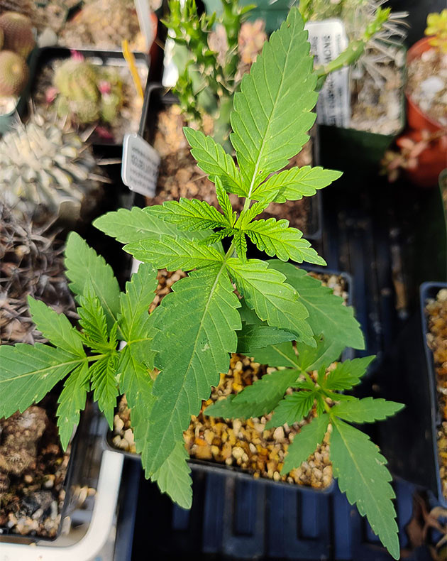 Набор зеленой массы кустом Wedding Gelato Кусты Wedding Gelato на вегетации