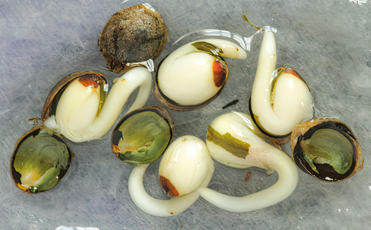 Как pH воды влияет на развитие корней каннабиса