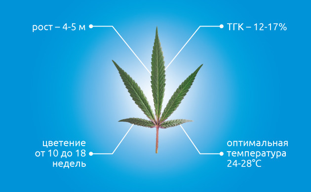 Сатива и ее особенности выращивания