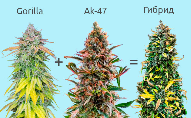 Полигибриды конопли: разнообразие генетики для лучших результатов