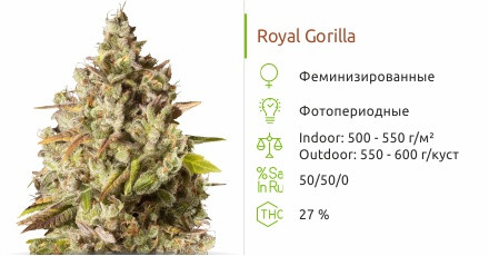 Сорт марихуаны Royal Gorilla Royal Gorilla от Royal Queen Seeds
