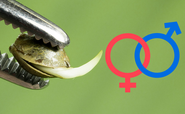 Можно ли определить пол семени конопли?