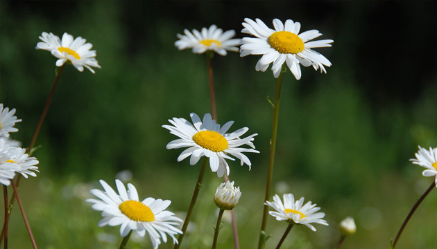 Ромашка увеличивает производства эфирных масел