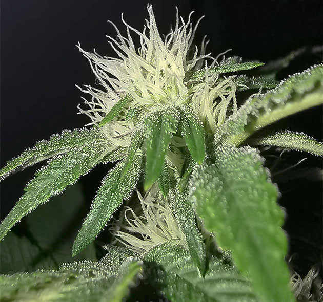 Листья у соцветий покрытые блестящими трихомами