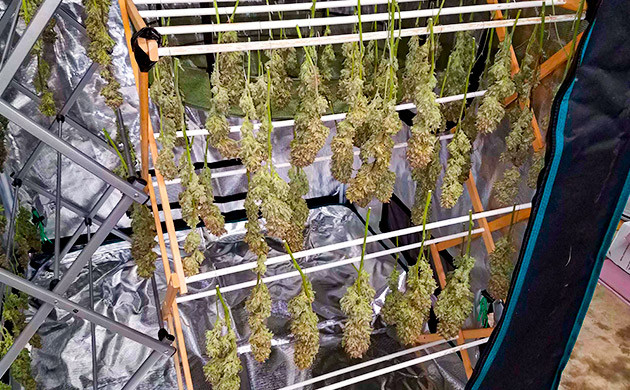 Харвест и сушка соцветий Gelato Auto