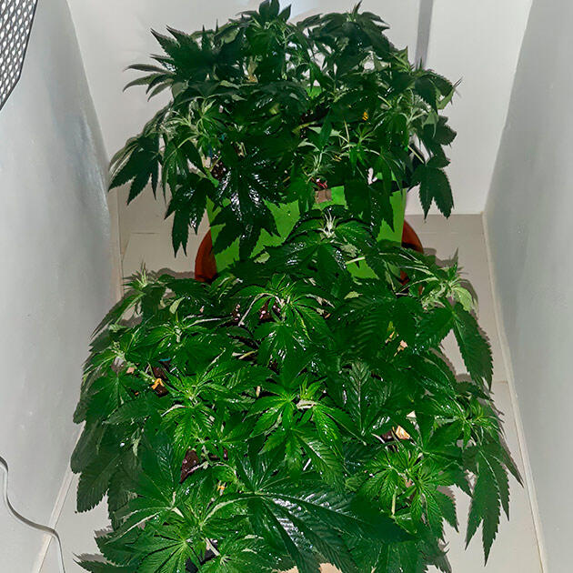 Дефолиация и LST-тренировка Куст Т-34 от Семяныча на 8 неделе выращивания