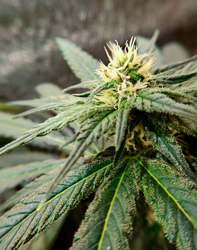 Начало цветения конопли на 10 неделе выращивания Соцветие сорта LSD