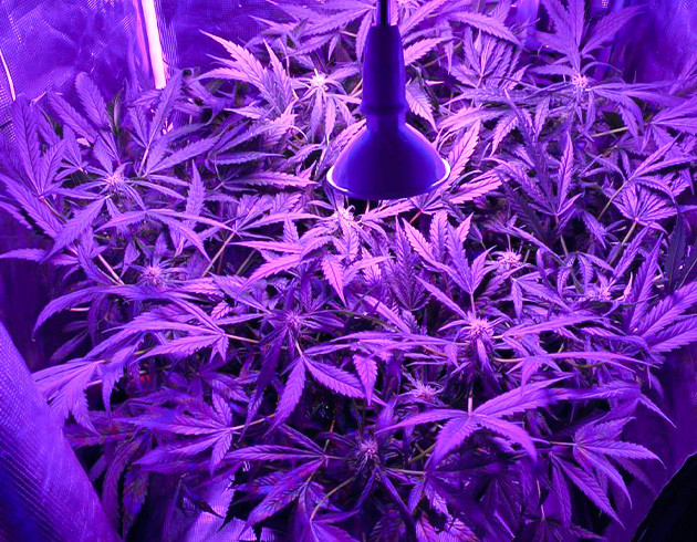 38 см роста на девятой неделе Густой куст каннабиса