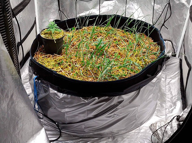 Неделя 1-2: развитие куста Blue Gelato 41