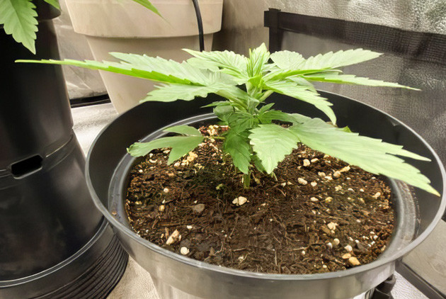 Росток Strawberry Gorilla Auto на первой неделе выращивания