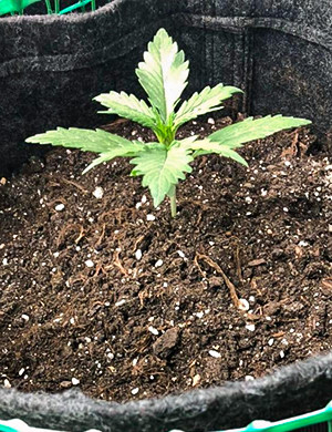 Росток в тканевом гошке