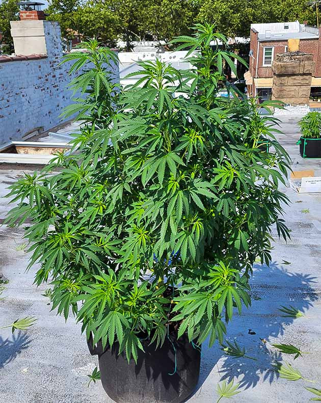 Перевод на цветение куста Runtz Punch Стимуляция цветения куста Runtz Punch