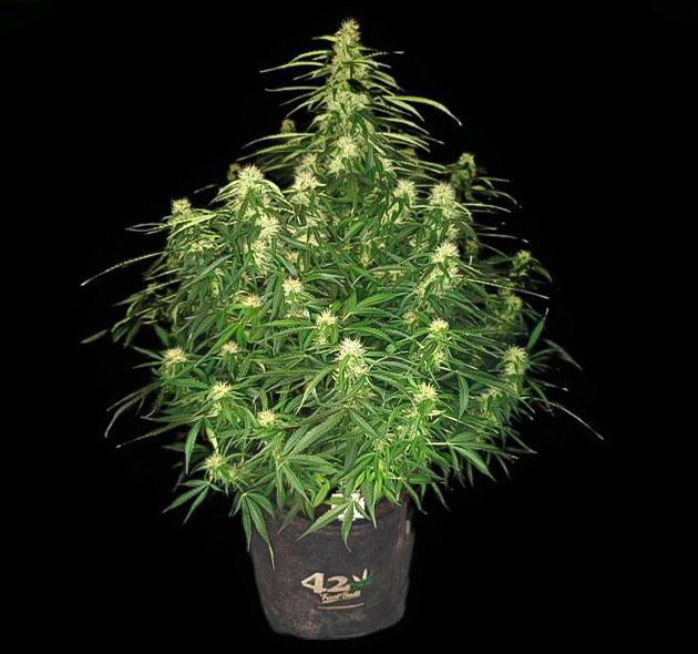 Состав удобрений для полива Куст Z-Up Auto от FastBuds на 7 неделе