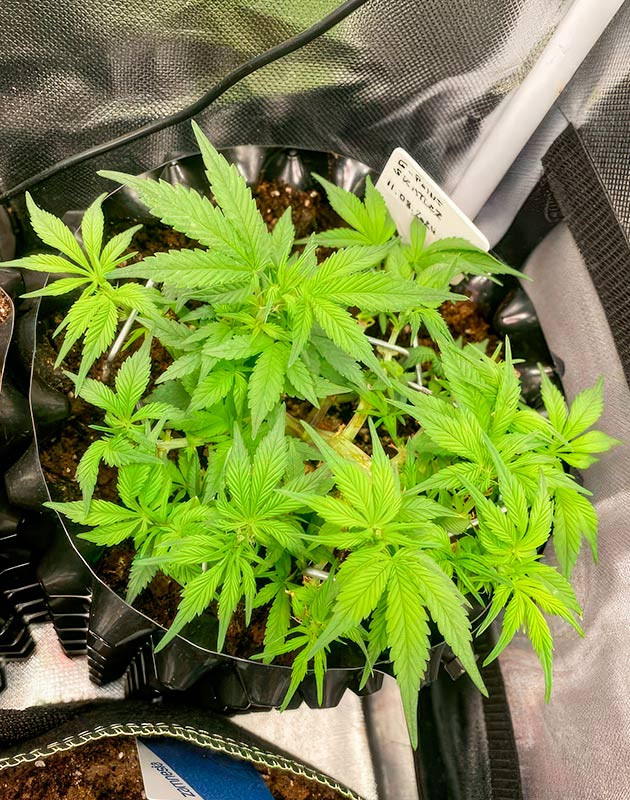 Куст Gorilla Zkittlez Auto от FastBuds на 6 неделе