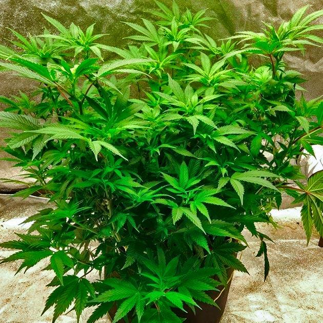 Крупные кусты каннабиса на первой неделе режима 12/12 без видимых пестиков