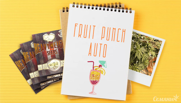 Гроурепорт сорта Fruit Punch Auto от Heavyweight Seeds