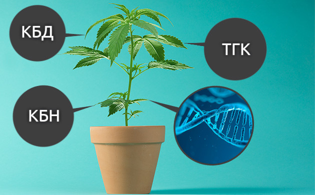 Содержание ТГК, КБД и КБН в конопле