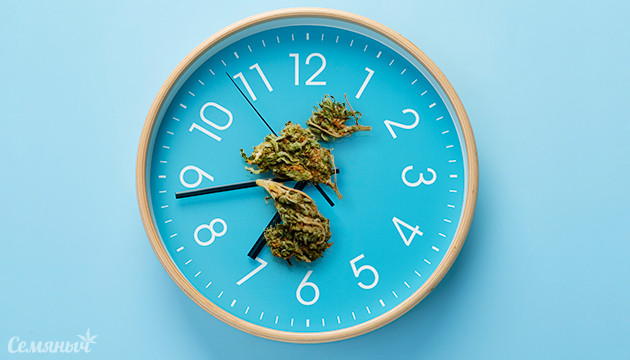 Может ли каннабис со временем испортиться