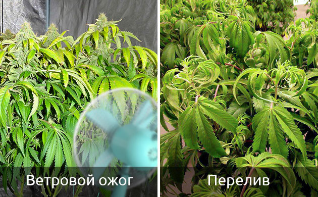 симптомы ожога ветром Признаки ветрового ожога