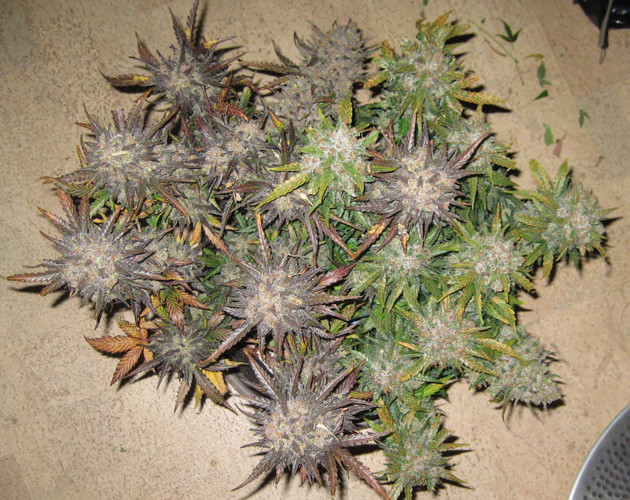 Харвест марихуаны