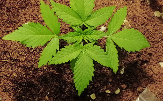 Развитие трех пар листьев