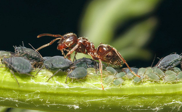 Муравьи и тля Муравей оберегает тлю
