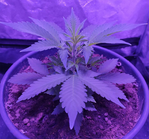 Начало подкормки удобрениями Кустик ростом 19 см