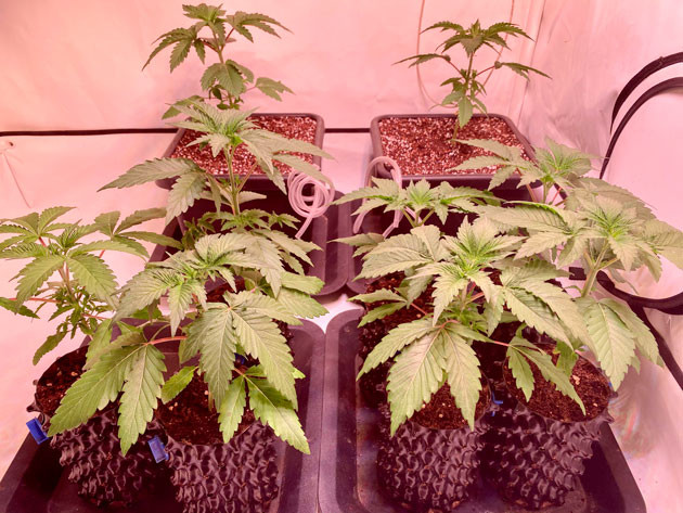 Пересадка конопли 3 неделя роста Orange Kush Cake R1