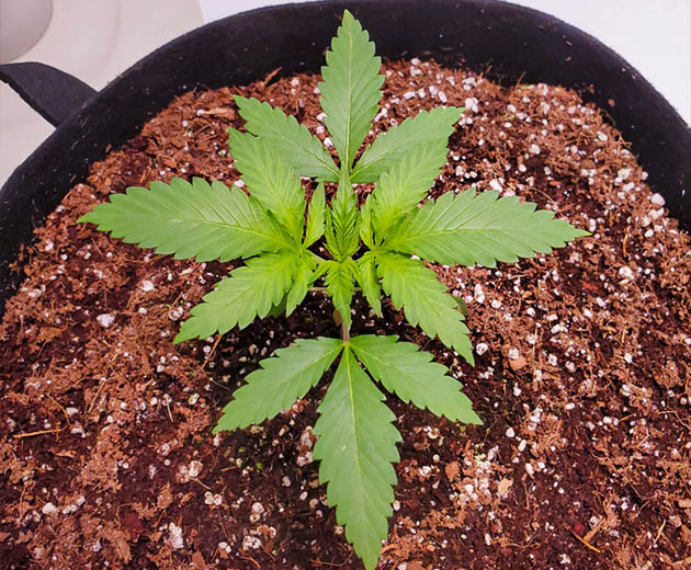 Пересадка растения на 3 неделе роста Росток пересаженный в новый гроубэг