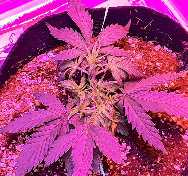 Растягивание боковых ветвей конопли