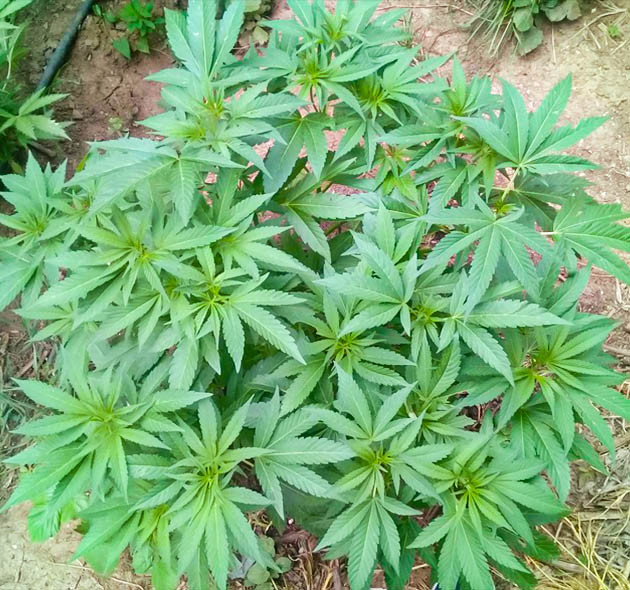 Густой куст Golosa