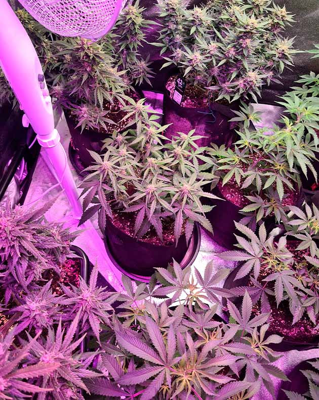 Gorilla Cookies Auto в тенте для цветения Цветущие кусты конопли