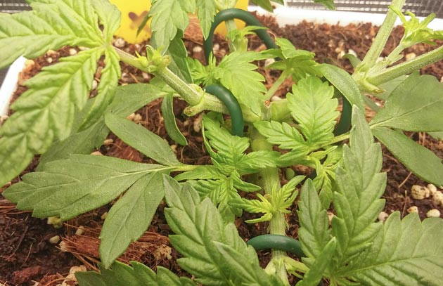 Куст конопли Critical XXL Auto после топпинга и мейн - лининга