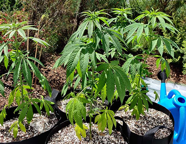 Пересадка в тканевые горшки Пересадка кустов Wedding Gelato