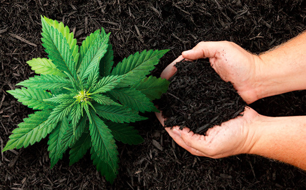 Регулировка кислотности почвы мульчей