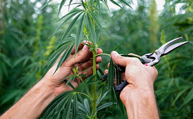 Дефолиация и тренировка растений Контроль ростa каннабиса через обрезку
