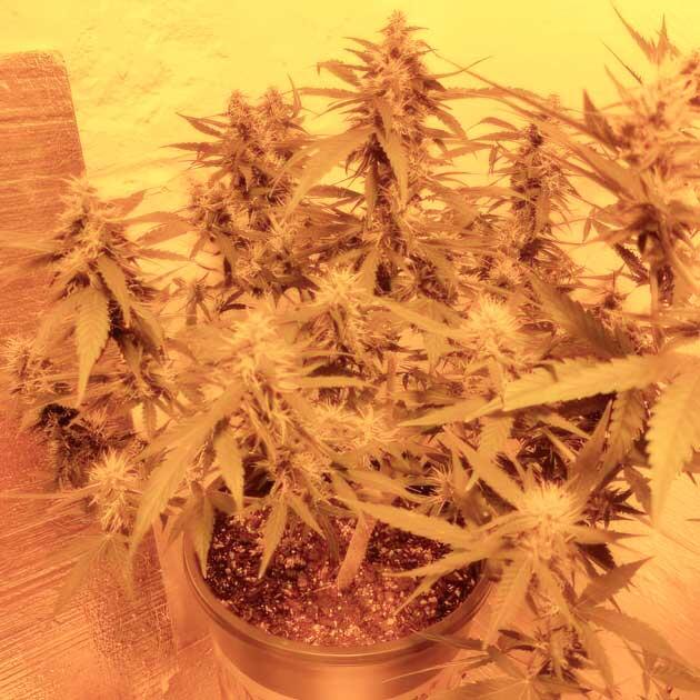 Соцветия конопли в активной фазе цветения с быстрым развитием