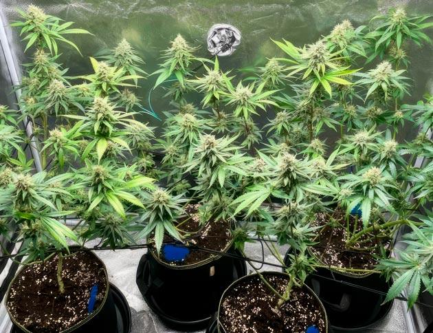 Кусты The White Fire OG от Seedkeepers на 9 неделе