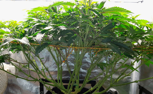 Куст высотой 70-77 см