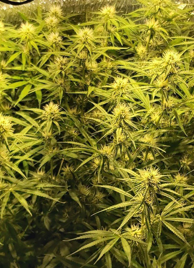 Цветущий куст Super Lemon Haze 9 неделя выращивания