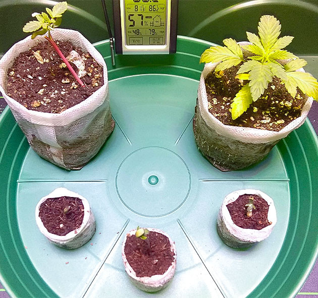 Vanilla Frosting: борьба за выживание