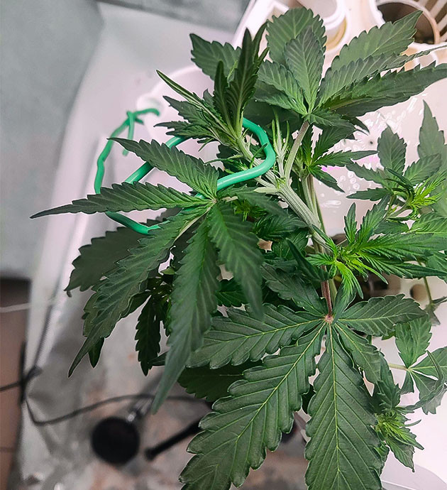 Применение техник топпинг и LST Куст CBD Auto 20:1 после техник топпинг и LST