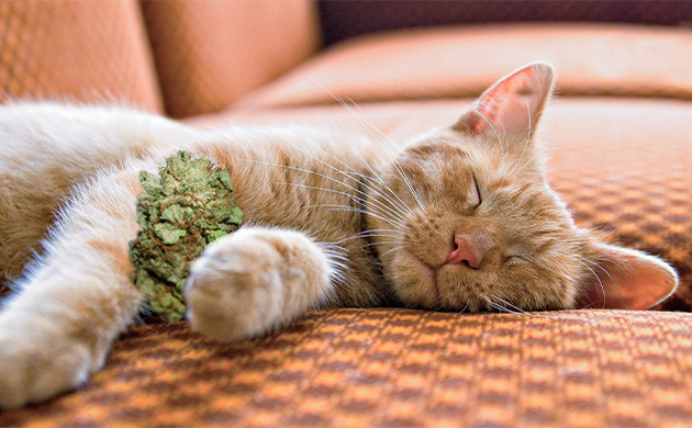 Спящий кот и шишка