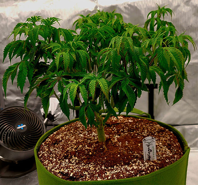 Пересадка куста в 37 литровый гроубэг