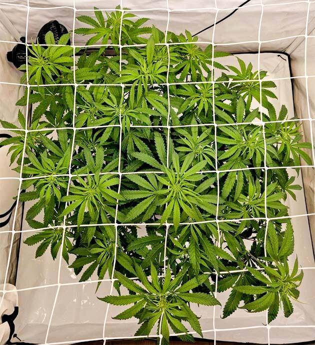 Начало цветения и состав питания Куст Super Silver Haze на 7 неделе выращивания